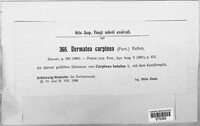 Pezicula carpinea image